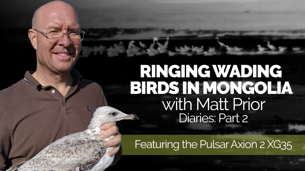 Ringing Wading Birds in Mongolia with Matt Prior: Diaries (Part 2)